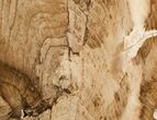 Large Petrified Wood Bookends - Cottenwood #5048-2